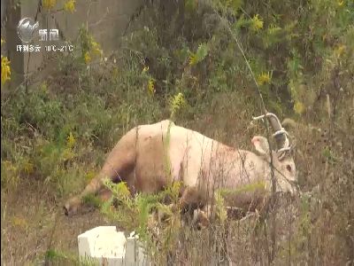 武進新聞