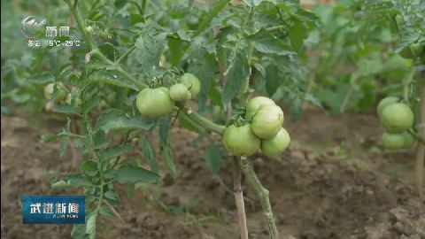 “武”在起筆 青綠繪江山牛塘鎮(zhèn)漕溪村“喚醒”土地 奏響富民強村新曲 武進新聞